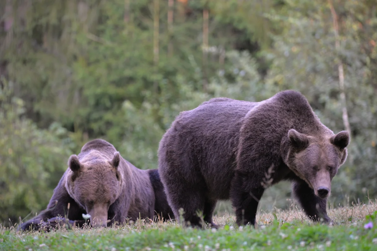 Bears seen at the hide in Putna Vrancea Natural Park