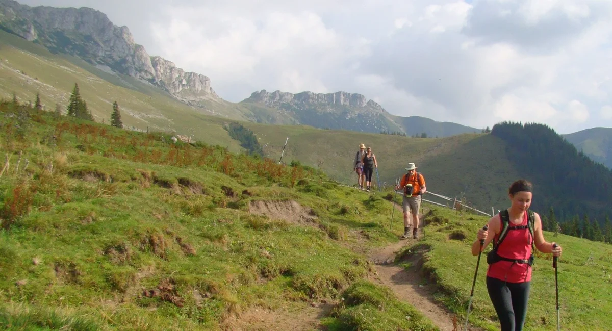 Rhododendron flowers in Fagaras Mountains in September