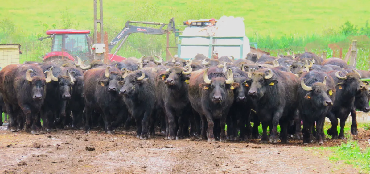 Buffalows at a farm in Transylvania