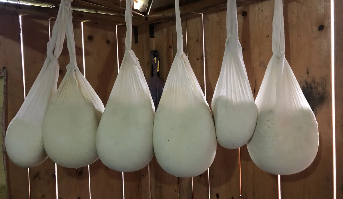 Cheese making process in a traditional sheepfold