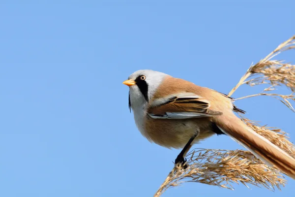 Danube Delta fauna (2)