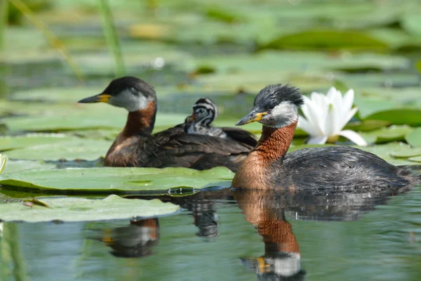 Danube Delta fauna (3)