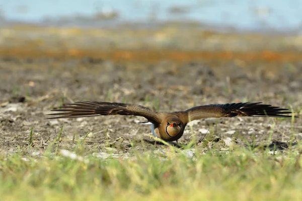 Danube Delta fauna (4)