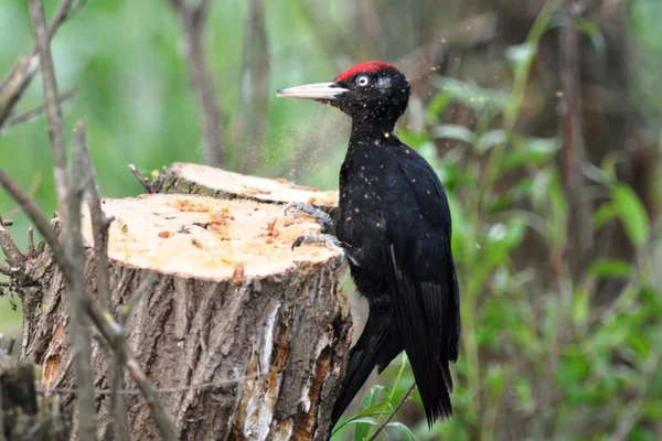 Danube Delta fauna