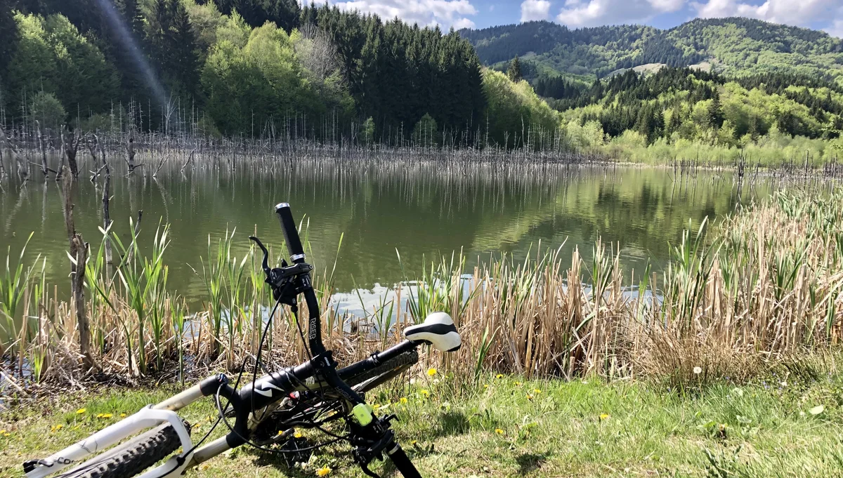 Day trip in The Bison Land - Cuiejdel Dam Lake Reserve