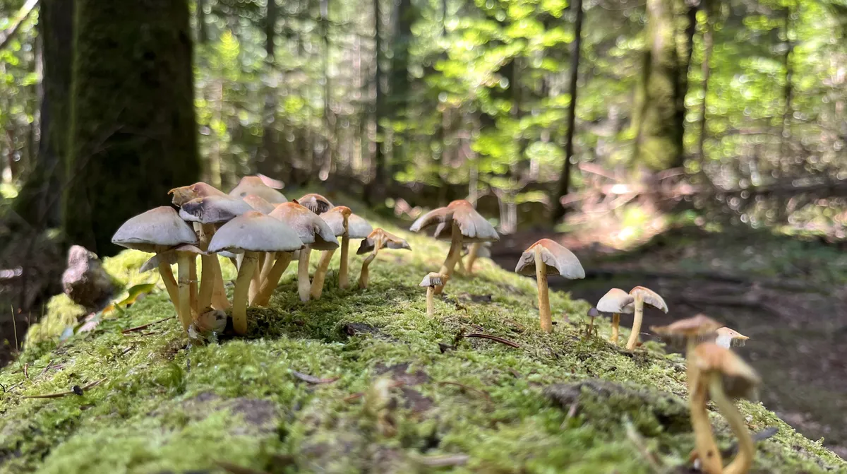 During an easy walk in Slatioara virgin forest