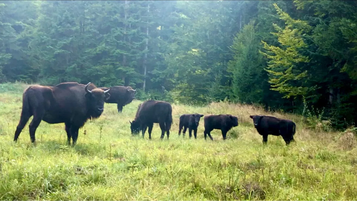 European bisons in the orchards in Vanatori Neamt Natural Park - photo taken by amateur