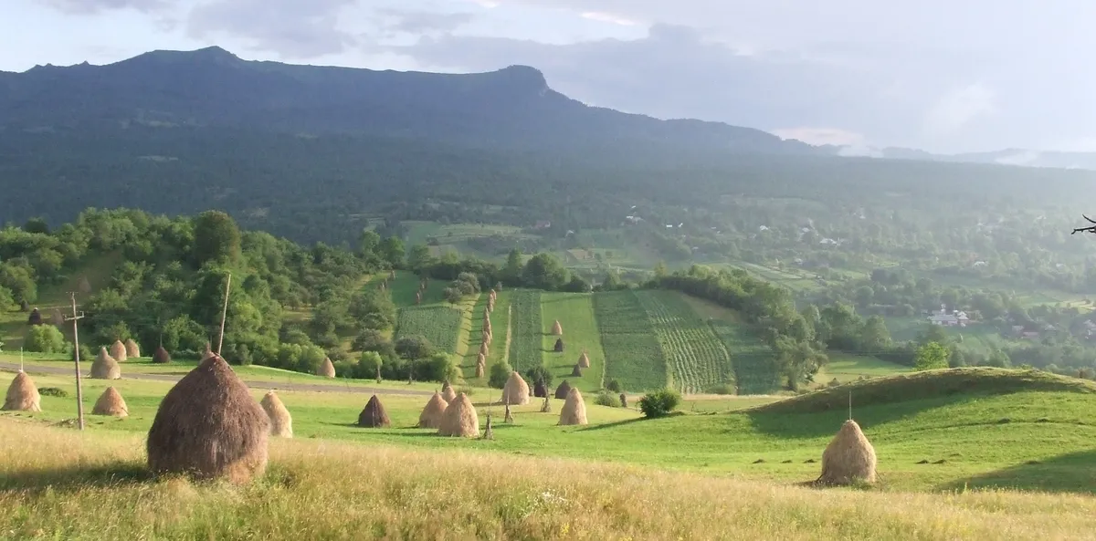 Hay stags in Maramures area. View over Creasta Cocosului in Gutai Mountains