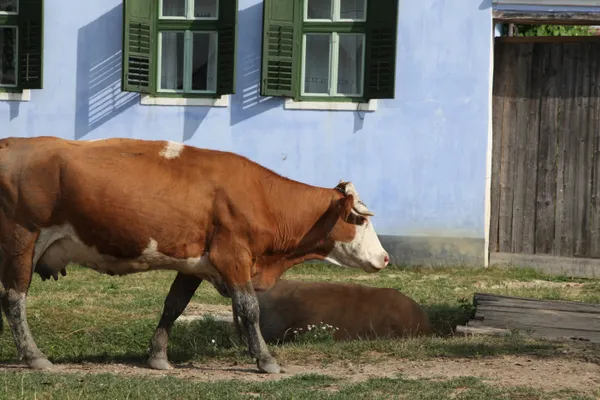 In the afternoon the cows are returning home from the meadows - Viscri village