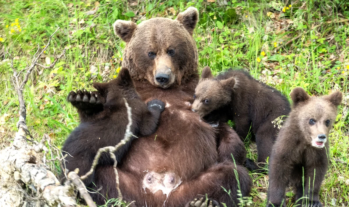 Photo taken by one of our Dutch clients on Transfagarasan road in June. Thank you for sharing it!