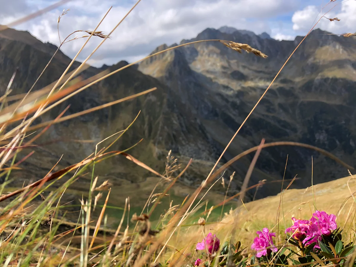 Rhododendron flowers in Fagaras Mountains in September