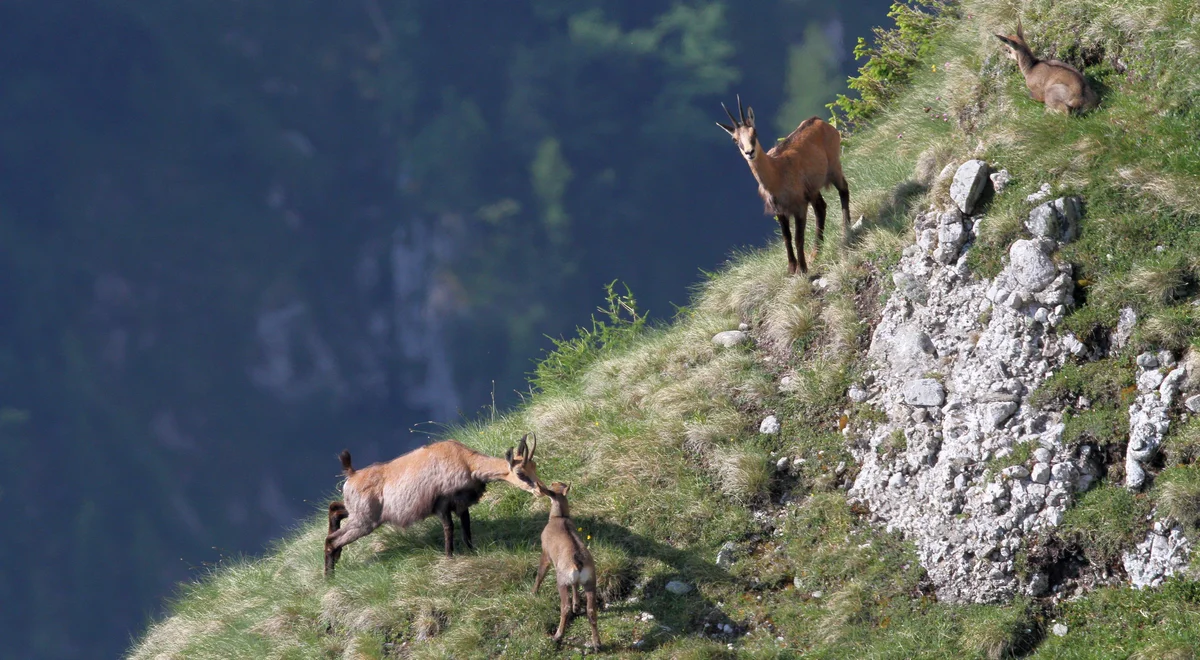 Rupicapra rupicapra in Putna Vrancea Natural Park