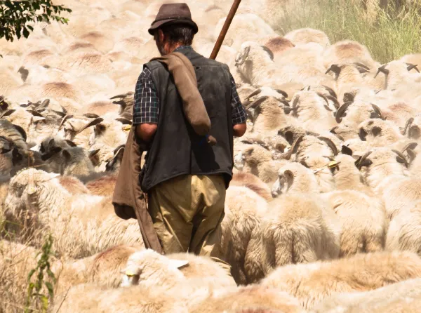 Sheperd with his sheep