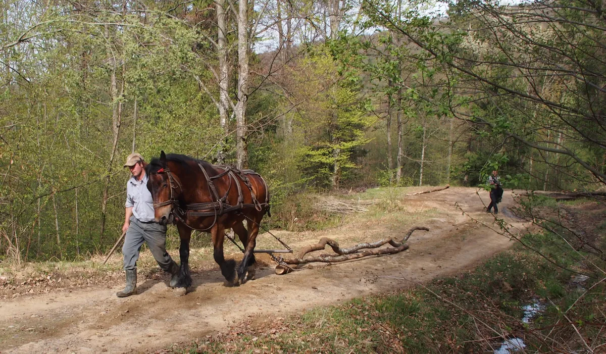 Traditional way of cutting the trees