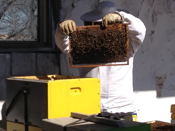 Visiting a small honey producer