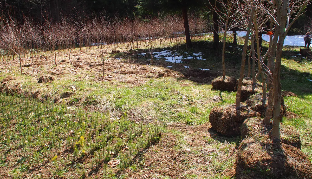 Visiting a tree nursery