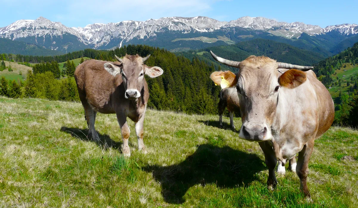 While hiking from Magura alpine village