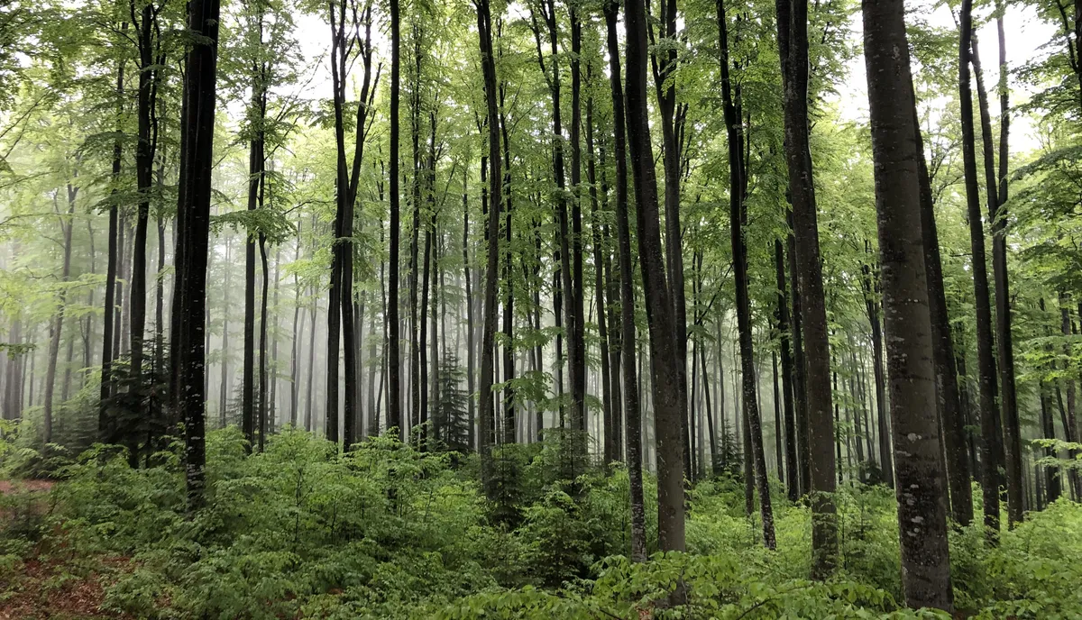 Young beach forest in Vanatori Neamt Natural Park